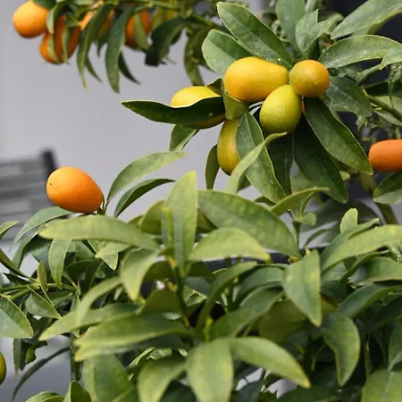 Bellelen - Kumquat Апартаменты *